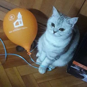 Участник конкурса с шариками от Ивантеевские кабельные сети