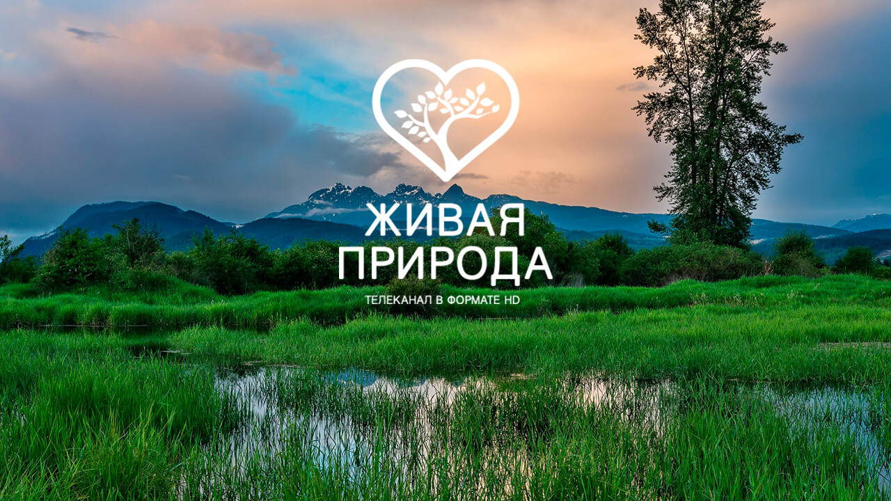 Живая природа телеканал